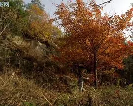 《杜鹃花飞》：战争年代的爱情悲歌，杜鹃花开，诉说着无尽的思念！